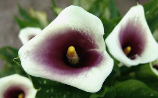 Bloembollen - Zomerbloeiers - Calla - Picasso - 5 stuks per tas - Knol - Snijbloem - Zantedeschia - Aronskelkfamile - Winterhard - Goede kwaliteit - Zantedeschia - Aronskelk - Mooie bloemen in je tuin - Afbeelding 4