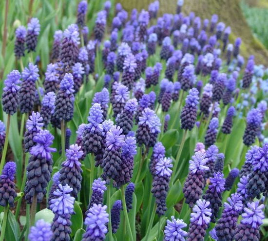 Sasemy - Blauwe Druif - Bloembol - Bloembollen - Bloembol in pot - Bloembollen in pot