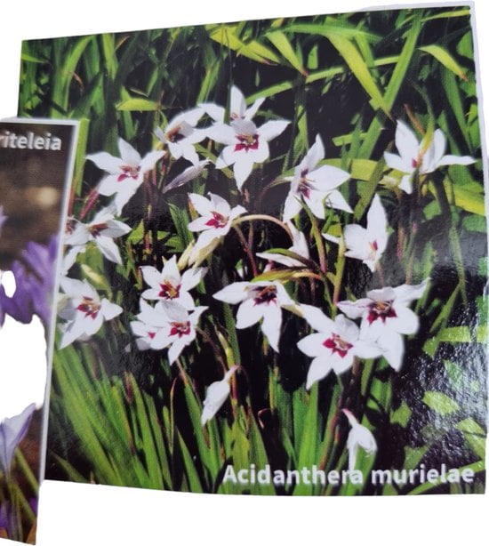 Bloembollen - Butterfly Collection - Vlinders in je tuin - Mooie bloemen - Vrolijke kleuren - Vlinders aantrekken - Voorjaar - Afbeelding 4