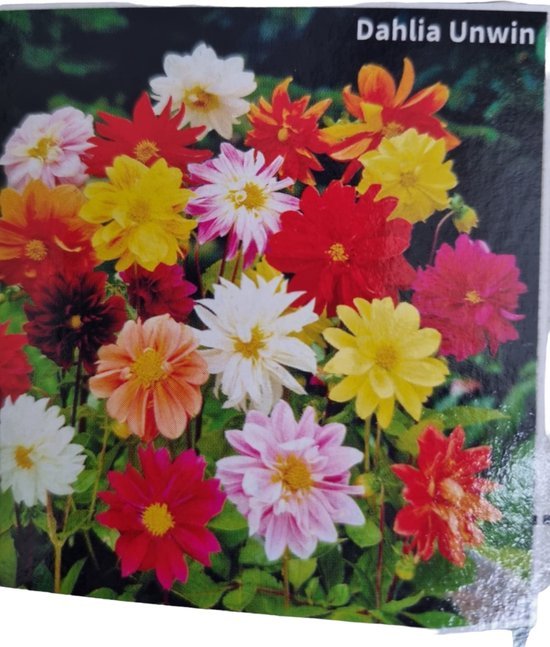 Bloembollen - Butterfly Collection - Vlinders in je tuin - Mooie bloemen - Vrolijke kleuren - Vlinders aantrekken - Voorjaar - Afbeelding 3