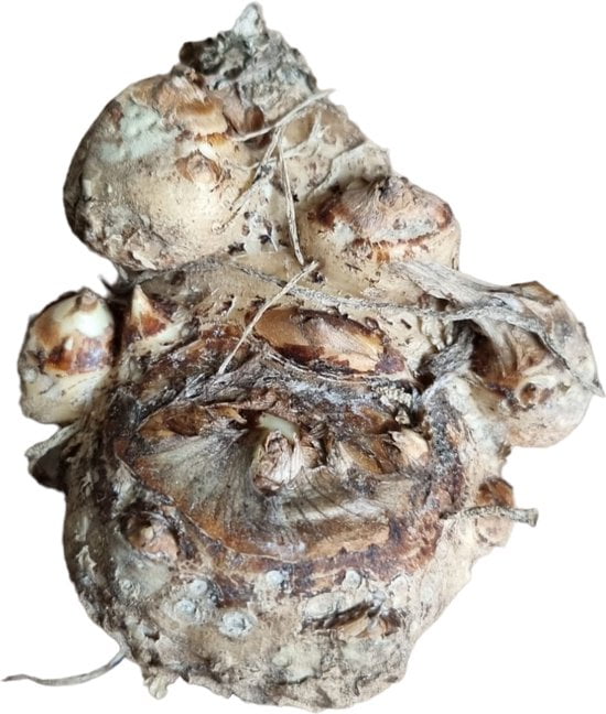 Bloembollen - Zomerbloeiers - Calla - Picasso - 5 stuks per tas - Knol - Snijbloem - Zantedeschia - Aronskelkfamile - Winterhard - Goede kwaliteit - Zantedeschia - Aronskelk - Mooie bloemen in je tuin - Afbeelding 9