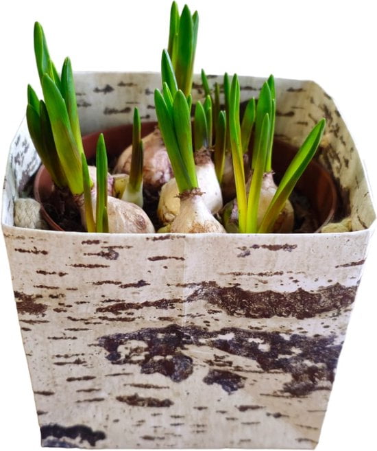 Sasemy - Blauwe Druif - Bloembol - Bloembollen - Bloembol in pot - Bloembollen in pot - Afbeelding 3