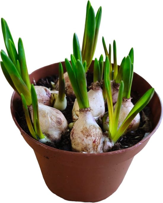 Sasemy - Blauwe Druif - Bloembol - Bloembollen - Bloembol in pot - Bloembollen in pot - Afbeelding 2