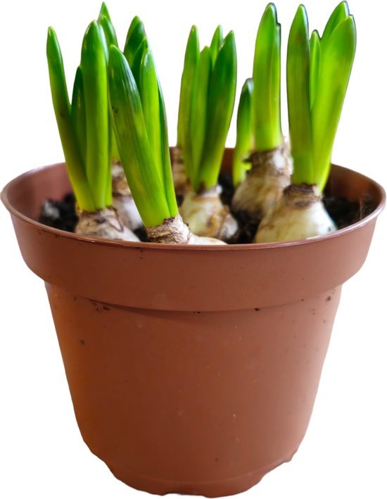 Sasemy - Blauwe Druif - Bloembol - Bloembollen - Bloembol in pot - Bloembollen in pot - Afbeelding 4