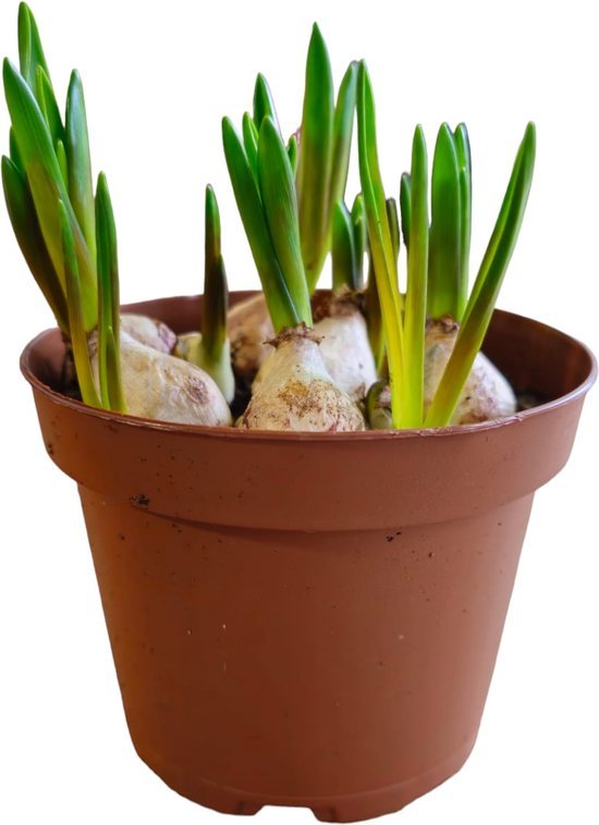Sasemy - Blauwe Druif - Bloembol - Bloembollen - Bloembol in pot - Bloembollen in pot - Afbeelding 5
